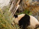 Der Pandagrten im Berliner Zoo