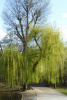 Volkspark Wilmersdorf